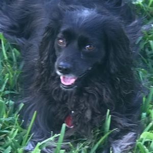 Meet your Posher, Rose